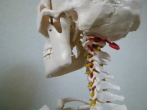 首の解剖